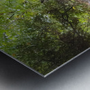 Wetland  Atmospheric Cypress Tree Roots Metal print