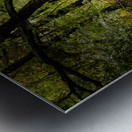 First Landing State Park Tree  Metal print