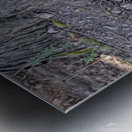 Gray Wolf resting beneath a tree Metal print