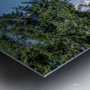 Mount Shasta framed with trees Metal print