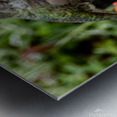 Hummingbird over orange flowers Metal print