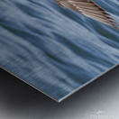 Male Gadwall wing display Metal print