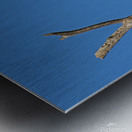 Bald Eagle Pair vocalizing to each other Metal print