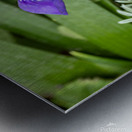 Close up of dwarf iris Metal print