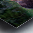 Stalking Grizzly Metal print