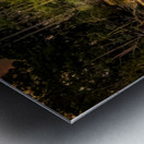 Serene Virginia Forest Swamp at Dusk Metal print