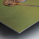 Wilsons Snipe on Post Metal print