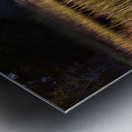 Illumination Marsh Tree at Sunset Metal print