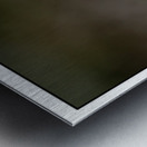 Daisy Supper Metal print