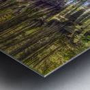 Morning in the Cypress Forest Metal print