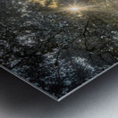 Twisted Live Oak Tree Forest Sunbeams Metal print