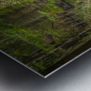 Cypress Tree Swamp Knees Metal print