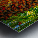 Monarchs Glad to be Home Metal print