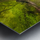 Dawn Forest Swamp Reflection Metal print