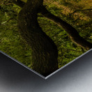 Gnarly Forest Trees Metal print