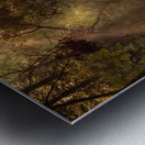 Virginia Cypress Forest Reflections Metal print