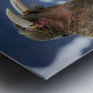 SIBLING QUARRELS Metal print