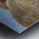 WHAT ARE YOU LOOKING AT Metal print