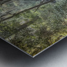 Southern Cypress Forest Metal print