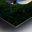 NORTH ATLANTIC PUFFIN Metal print