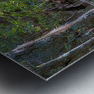 Serene Swamp Landscape with Cypress Trees Metal print