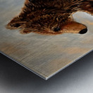 IMG 4326 grizzly cub looking for mama Metal print