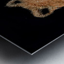 IMG 4223.grizzly bear  holding pink flower Metal print