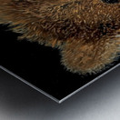 IMG 4307 grizzly bear with fishing pole and a trout Metal print