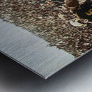 Vintage 1950s Wyoming Cowboys Football Entrance Art Metal print