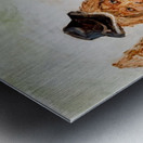 IMG 4309. leprechaun and a bear Metal print