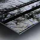 Scottish Highlands Misty Morning Pine Forest Metal print