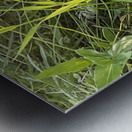 IMG 1924 wild flowers in the mountains Metal print