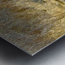 IMG 2748. Cow moose in a glassy pond Metal print