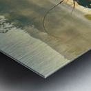 IMG 2179 Black cow Silhouette At sunrise Metal print