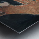 IMG 0147 mountain man and grizzly bear cub on his head Metal print