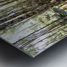 Amongst the Trees                                                                                                                   Metal print