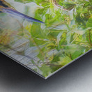 Tri-colored Heron Nesting in Dense Foliage Metal print