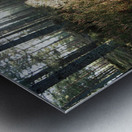 Sunlight on the Trail                                                                                                                      Metal print