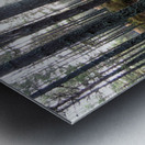 Sunlight through the Pines                                                                                                                      Metal print