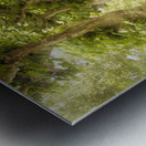 Sycamore Emerald Tunnel Promenade  Metal print