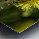 Curly Lettuce Yellow Flower with Bee Metal print