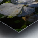 Vinca Metal print