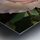 Pink Rose Metal print