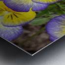 Pansy Metal print