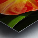 Poppy Metal print