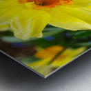 Daffodils Metal print