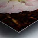 Pink Rose 2 Metal print