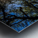 Wormsloe Plantation   Savannah 04433 Metal print