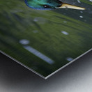 Duck Metal print