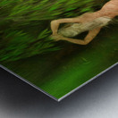 Willow Creek Female Metal print